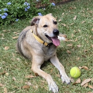 Fundraising Page: Laura Brown